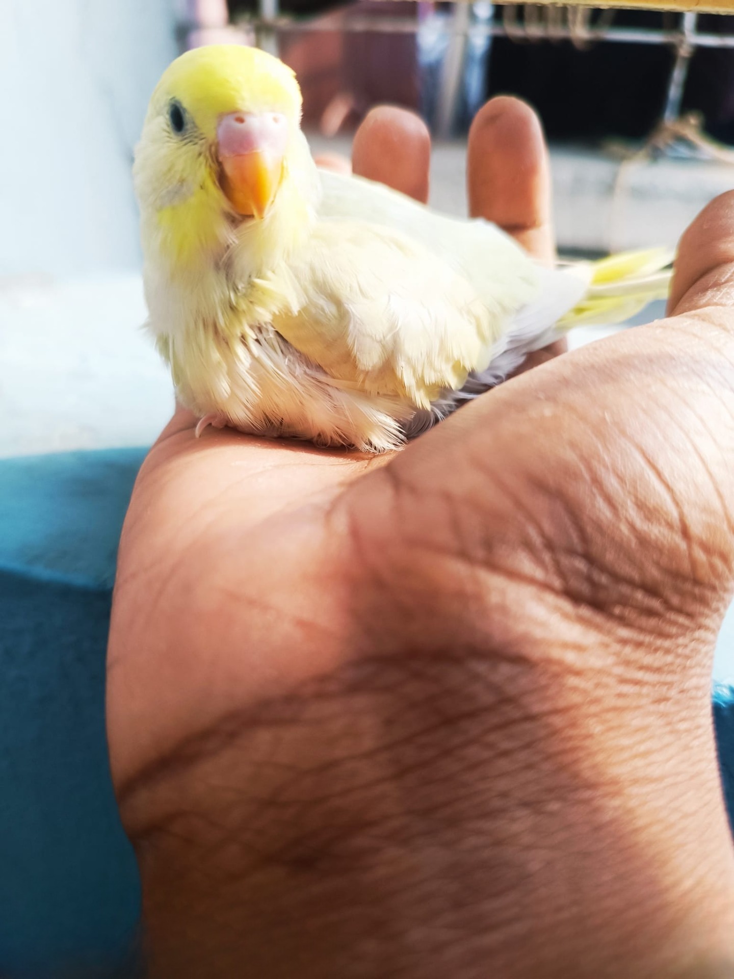 make Budgie Happy